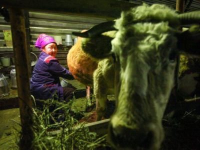 Сунтарский, Намский районы и Якутск вышли в лидеры по заготовке молока