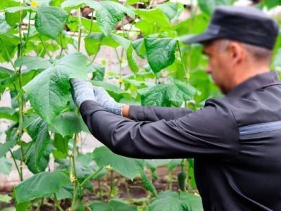 Около 500 кг огурцов вырастили осужденные в Якутии, которые поступили в столовые колоний