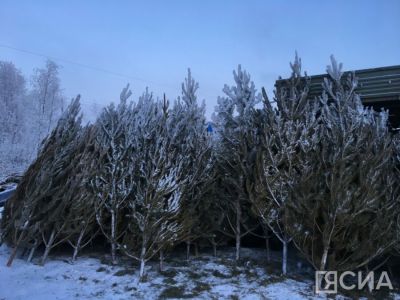 В Госдуме рассказали, как легально срубить елку к Новому году