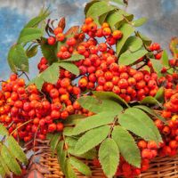 Рябина Сказочная (подвой рябина обыкновенная) (в сетке)