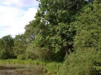 Усадебный парк Медема, фрагмент