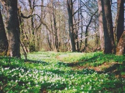 Усадьба Дощерева. Парк