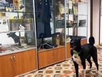 Музей собаки