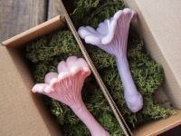 Свеча "Гриб Лисичка" розового цвета