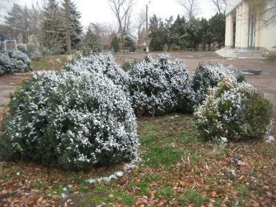 Бюст И.В. Мичурина