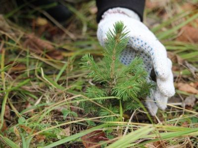 Айсен Николаев поздравляет с 80-летием образования лесного хозяйства Якутии