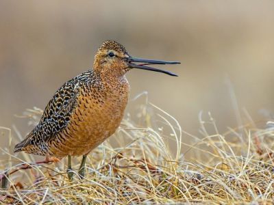 В Якутии из-за засухи в Центральной Азии стал гнездиться бекасовидный веретенник