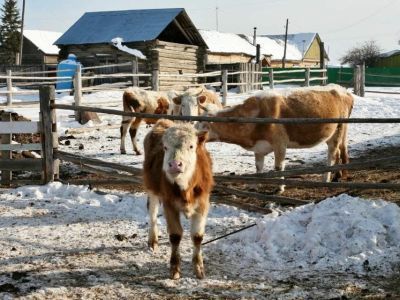 Зимовка скота и лошадей в Якутии подходит к завершающей стадии