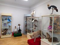 Музей А. А. Дурова