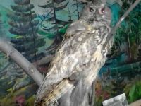 Историко-краеведческий музей им. Сафьяновых г. Турана