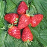 Земляника садовая Квики (3 шт)