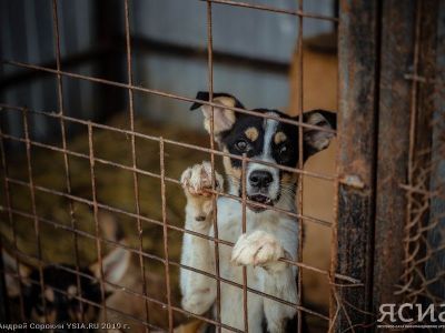 В Якутске на прошлой неделе поймали 46 бродячих собак