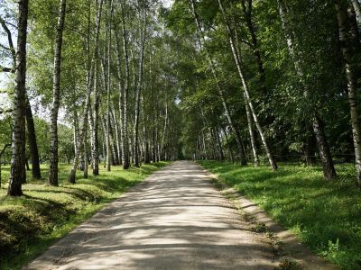 Березовая аллея («Прешпект»)