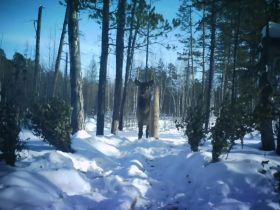 Изюбрь впервые попал в объективы камер в парке «Синяя» Горного улуса