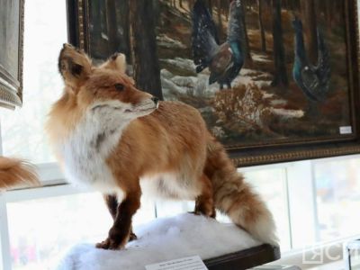 Государственную информационную систему в области охоты создадут в России