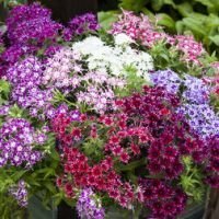 Флокс Попстарс Формула микс (1уп-250шт) профессиональные семена