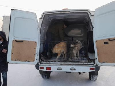 В Чернышевском отловлено шесть бесхозяйных собак