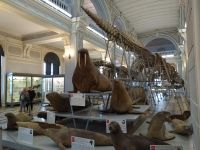 Зоологический музей Зоологического института РАН