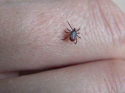 Российские ученые нашли лекарство от клещевого энцефалита в буром угле