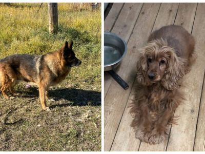 Служебным собакам ищут новых владельцев в Якутске