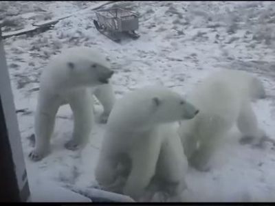 Видеофакт: семейство белых медведей засняли в Нижнеколымском районе Якутии