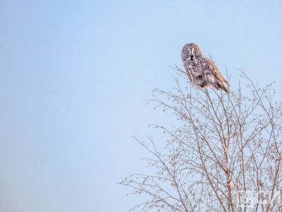 В арктической зоне Якутии из-за изменения климата зафиксировали нетипичные виды животных