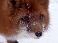 Московский зоопарк