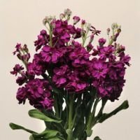 Маттиола Кац Парпл (1уп-250шт) профессиональные семена