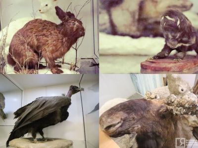 Мутанты, гибриды, случайные гости: необычные животные и птицы, которых обнаружили в Якутии