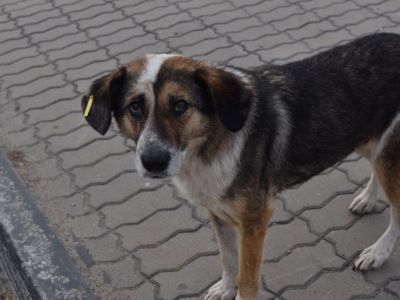 В России ввели штрафы за нарушение правил содержания животных