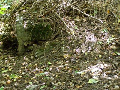 Усадебный дом Сущенкова