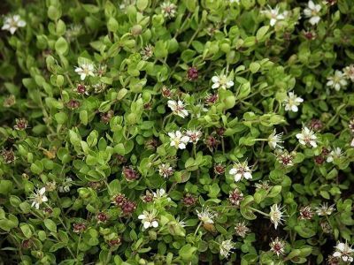 2 августа - Ильин день: традиции и приметы, что можно и нельзя делать