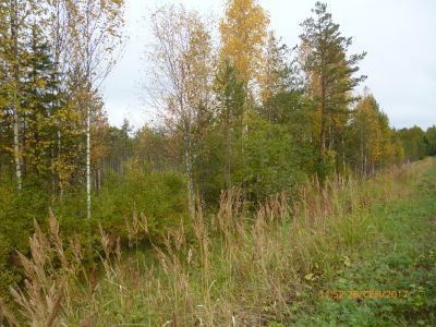 Рубеж обороны советских войск в 1941; сохранились противотанковые надолбы