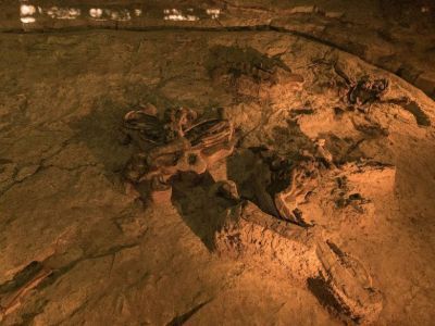 В Якутии нашли останки травоядных динозавров