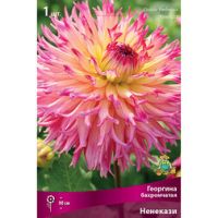 Георгина бахромчатая Ненекази (1 шт.)