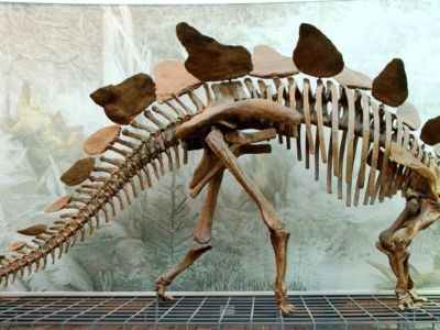 Палеонтологи из Петербурга обнаружили в Якутии следы «Парка Юрского периода»