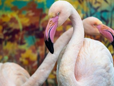 «Газпромнефть-Заполярье» обеспечило кормом краснокнижных птиц