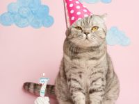 Свеча для торта с держателем MESHU "Цифра 7", 8,5 см, блистер