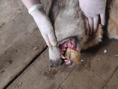 В Якутии ветеринары помогли собаке, в пасти которой застряла кость