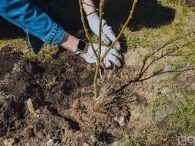 Коллектив Центра СПИД посадил деревья в мемориальном комплексе Якутска