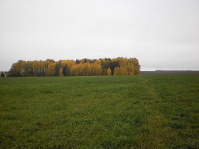 Священная роща