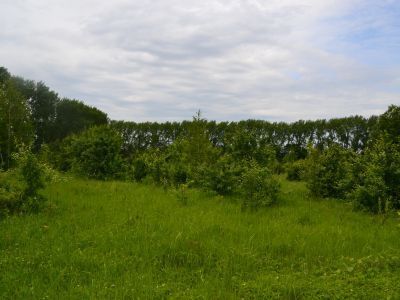 Усадебный сад имения Новосильцевых