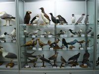 Выставочный зал Кировского городского зоологического музея на ул. Советской