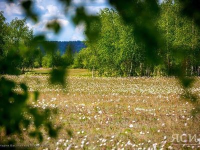 Врач назвала самые распространённые аллергены в Якутии