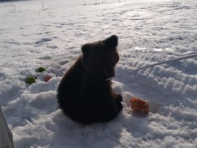 Обнаруженного в Томпонском районе медвежонка отловят. Его дальнейшая судьба пока не решена