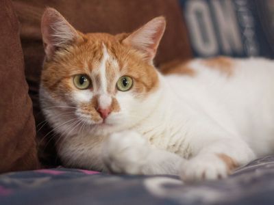 Ветеринар: Домашние животные болеют коронавирусом, но не заражают человека