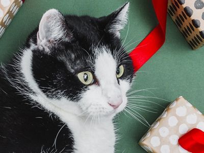 Россияне стали чаще баловать своих питомцев