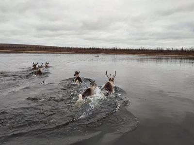 Экологический центр АЛРОСА: пять лет на страже охраны природы