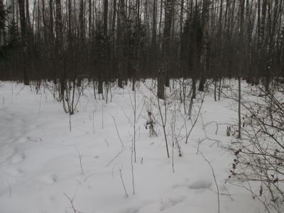 Братская могила и место казни партизан в ноябре 1941 г.