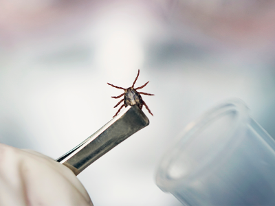 В Роспотребнадзоре рассказали, что делать, если укусил клещ